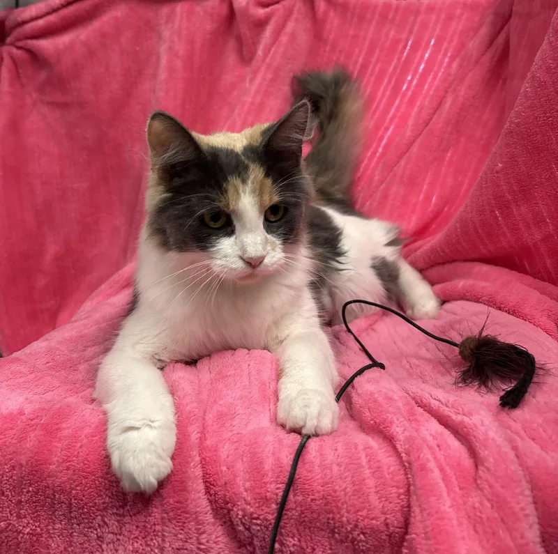 An adult medium-sized female Domestic Long Hair cat named Ridge for adoption in Torrington, WY