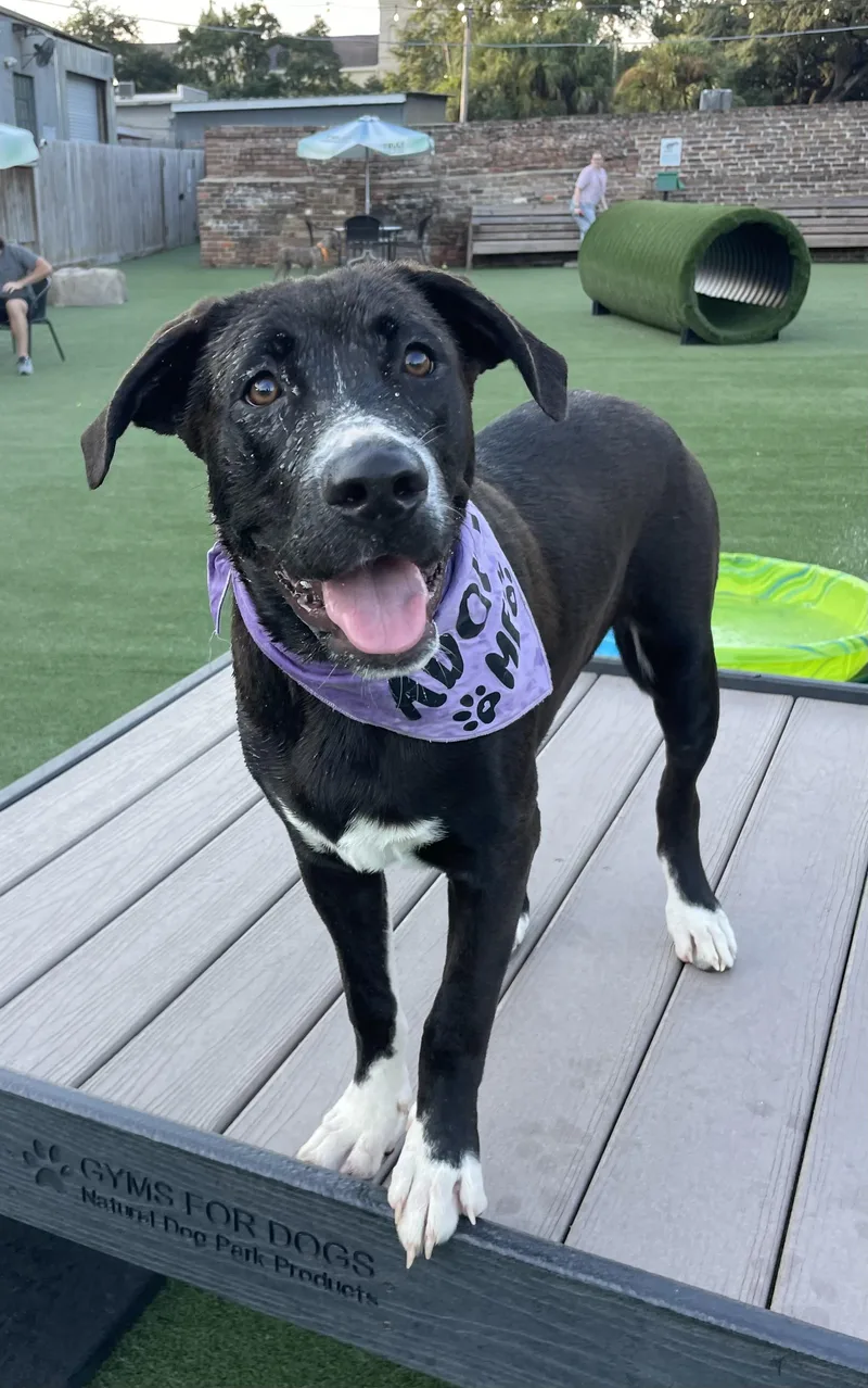 A young large-sized male Black American Bully dog named Shadow for adoption in Mobile, AL