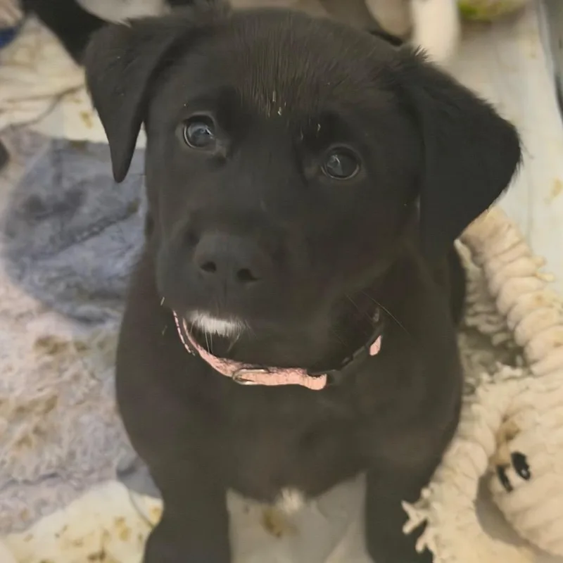 A baby medium-sized male Mixed Breed dog named Ted Lasso for adoption in Pensacola, FL