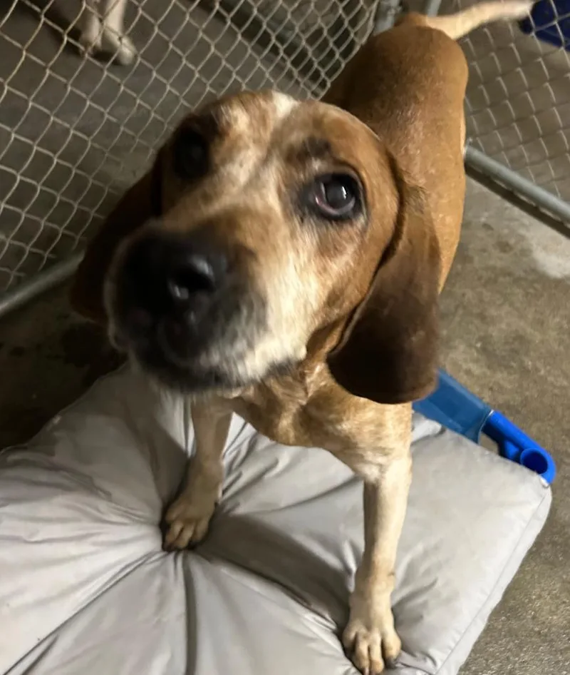 A senior large-sized male Coonhound dog named Davy for adoption in Elizabethton, TN