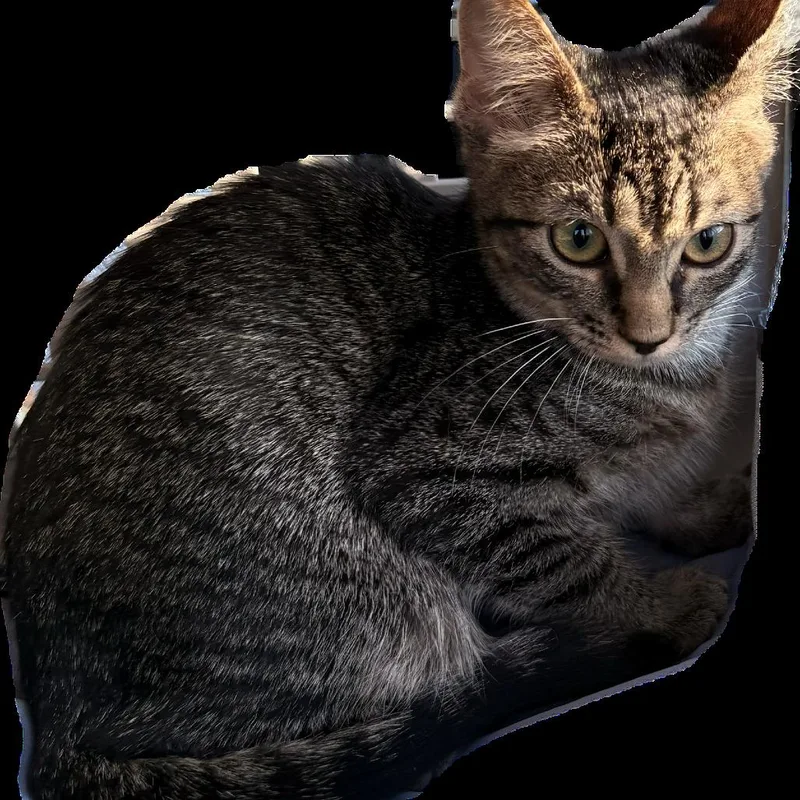 A baby small-sized female Brown / Chocolate Domestic Short Hair cat named Green Bean for adoption in Garfield, AR