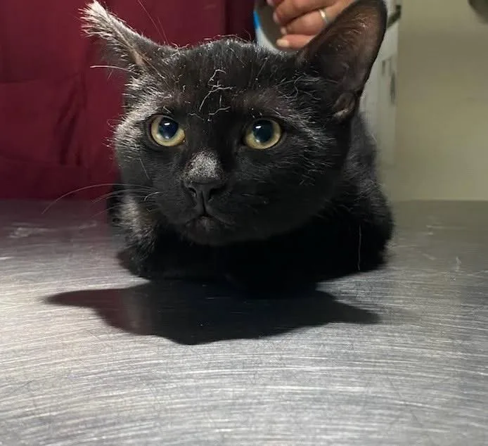 A baby medium-sized male Domestic Short Hair cat named Brownie for adoption in Ewing, NJ