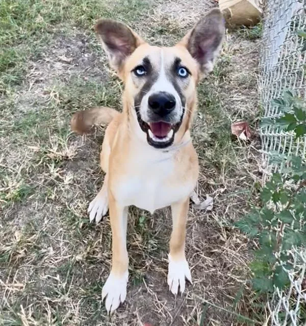 A young medium-sized female Labrador Retriever dog named Sadie for adoption in Houston, TX