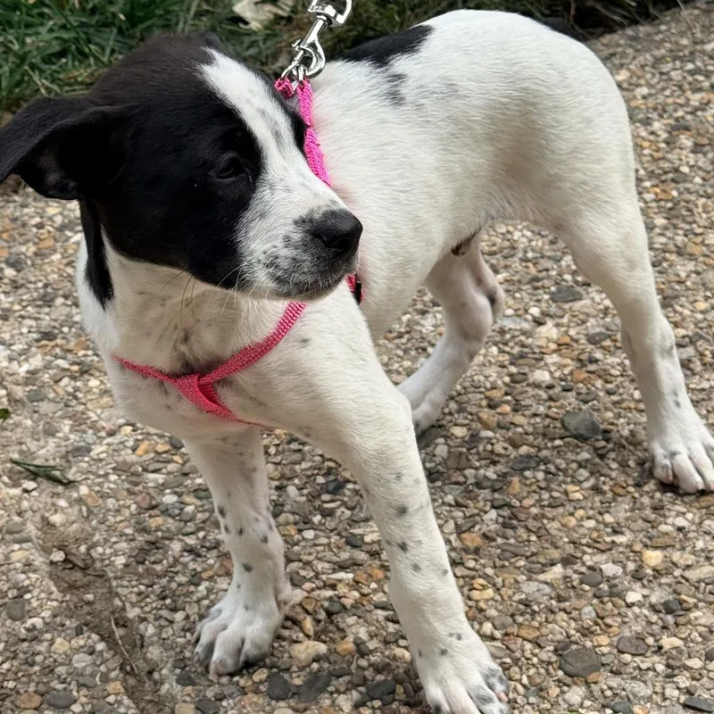 A baby medium-sized male White / Cream Mixed Breed dog named Max for adoption in Alexandria, VA