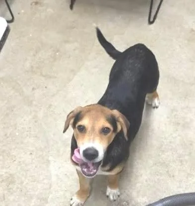 A baby medium-sized male Beagle dog named Bowie for adoption in Hobart, IN