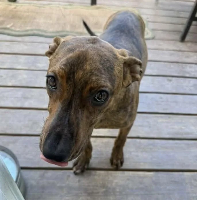 A baby medium-sized female Terrier dog named Kenna for adoption in Colorado Springs, CO