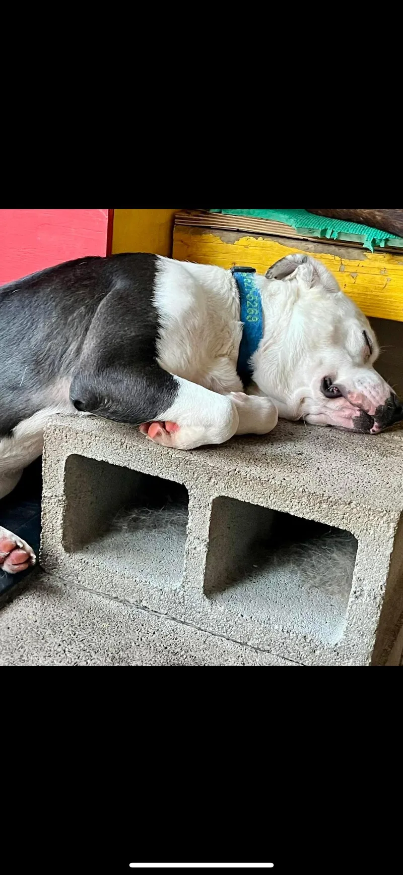 Domino J thumbnail 2