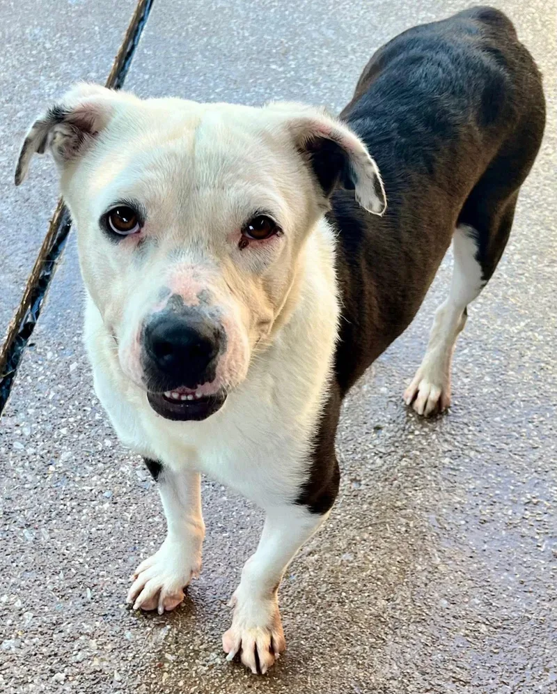 Domino J thumbnail 3