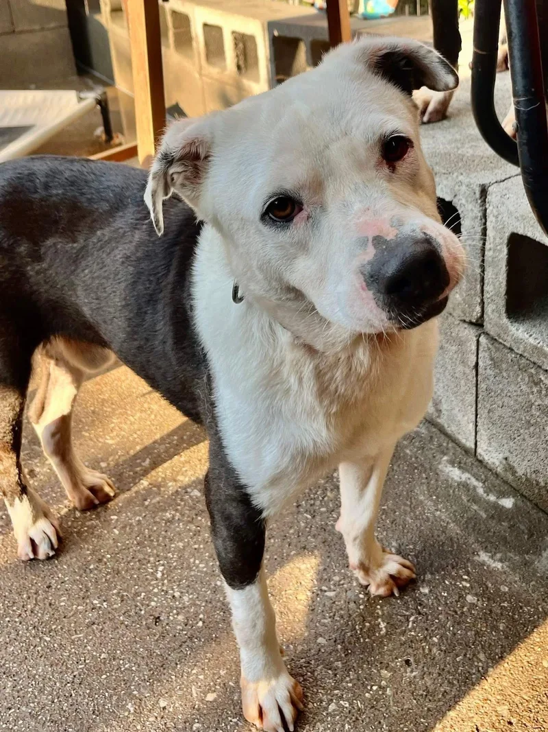 Domino J thumbnail 4