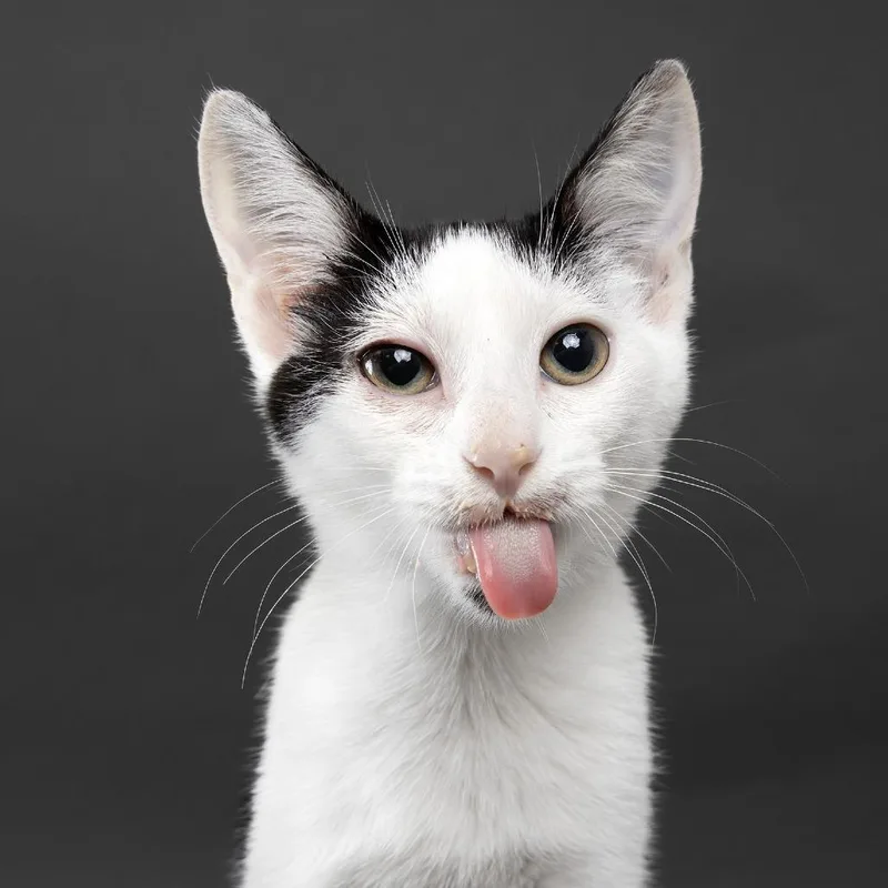 A baby small-sized female White Domestic Short Hair cat named Lyla for adoption in Franklin, TN