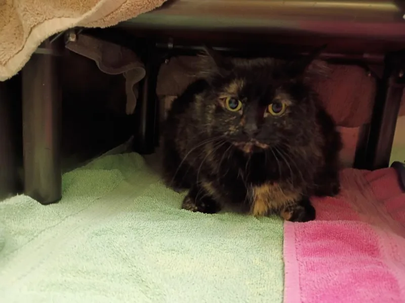 A young medium-sized female Domestic Short Hair cat named Velvet for adoption in La Porte, IN