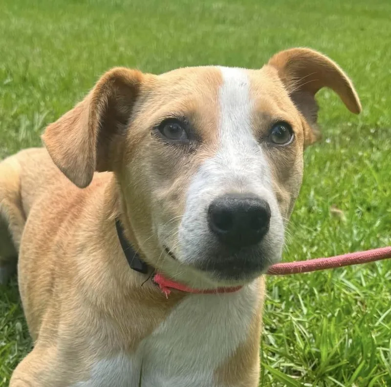 A young medium-sized female Carolina Dog dog named Bumblebee for adoption in Syracuse, NY