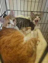 A young medium-sized male Domestic Short Hair cat named Oscar for adoption in Adrian, MI