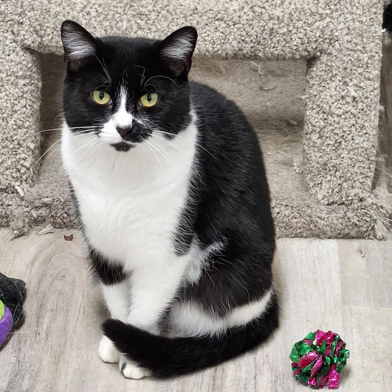 Tom Thumb thumbnail 2