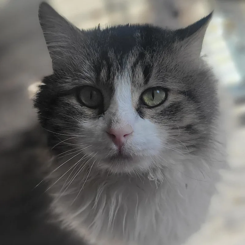 An adult small-sized male Gray / Blue / Silver Domestic Long Hair cat named Oakley for adoption in Rochester, MN