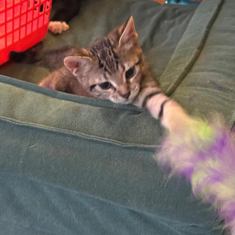 A baby small-sized male Brown / Chocolate Domestic Short Hair cat named Heal the World for adoption in Chicago, IL