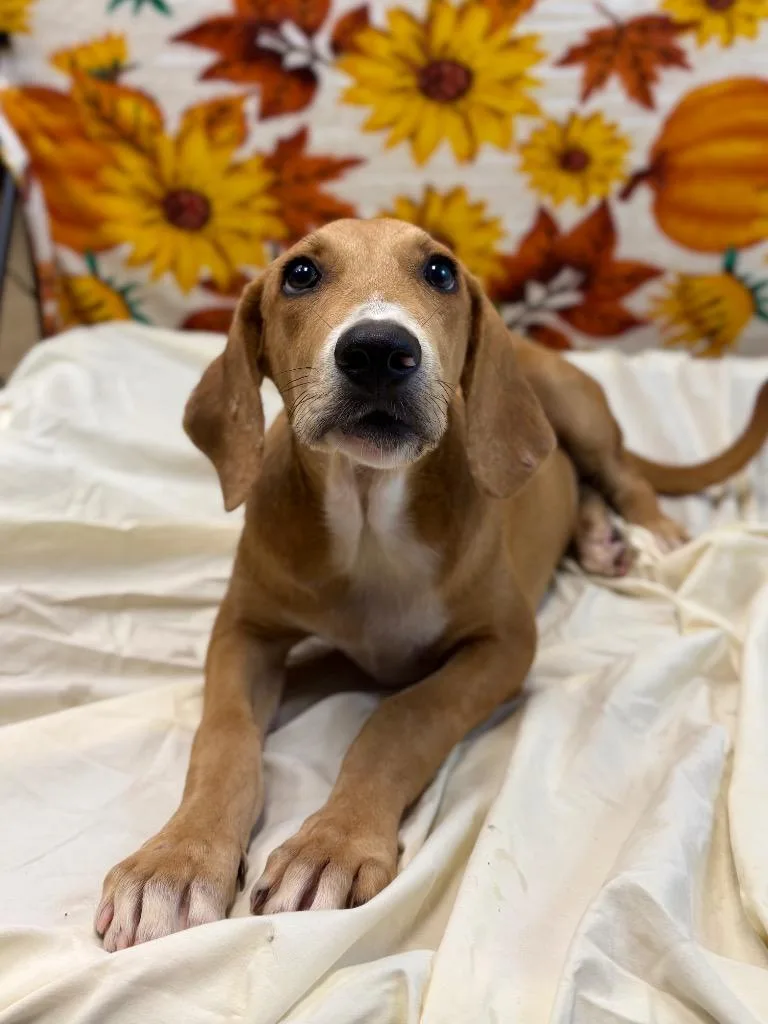 A baby medium-sized male Hound dog named Woofer for adoption in Nacogdoches, TX