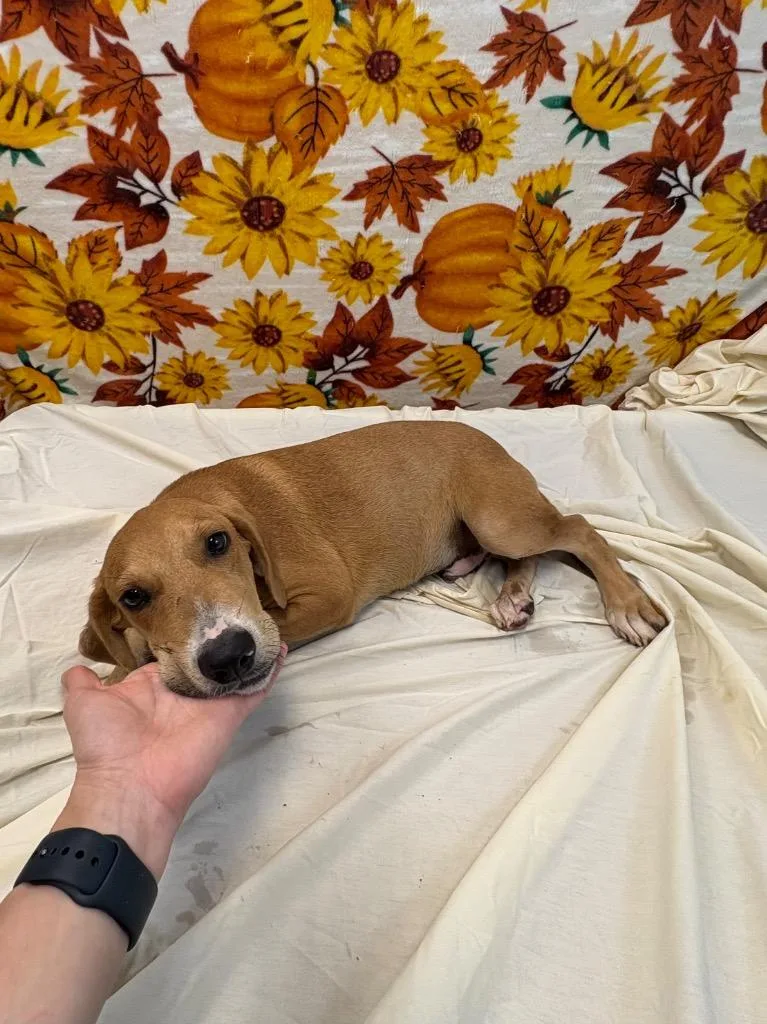Woofer thumbnail 3