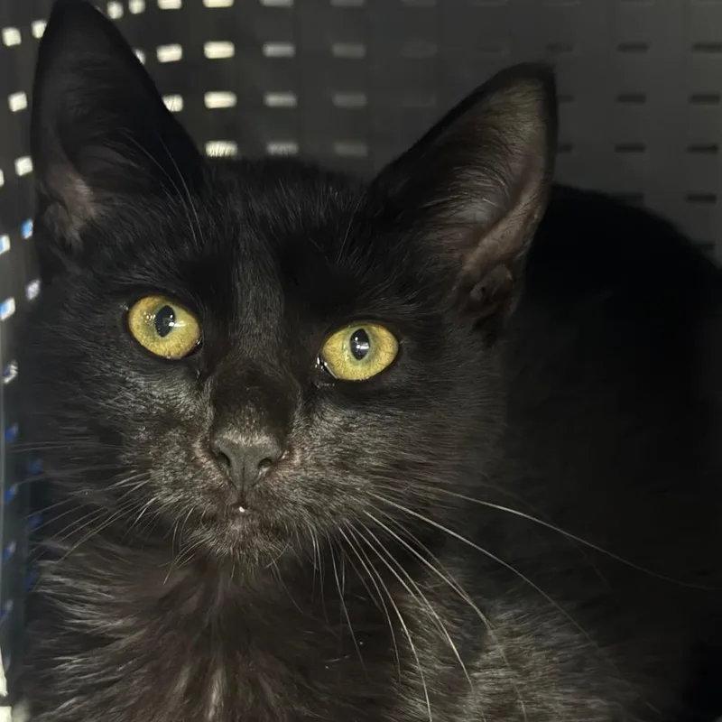 A young small-sized female Domestic Short Hair cat named Gertrude for adoption in Spokane, WA