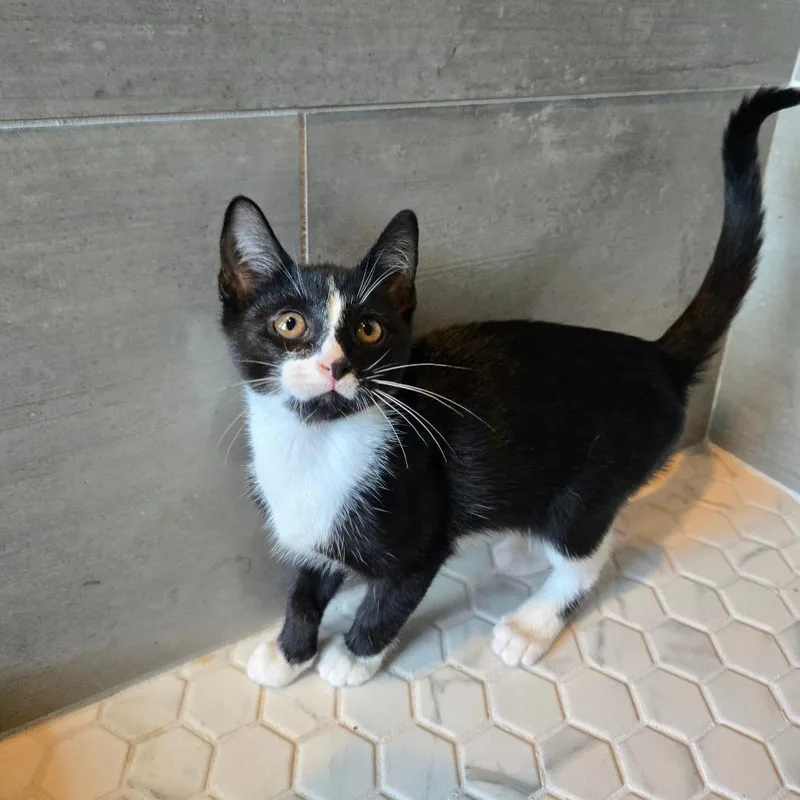 A baby small-sized male Black Domestic Short Hair cat named Lunar for adoption in Centerville, TN