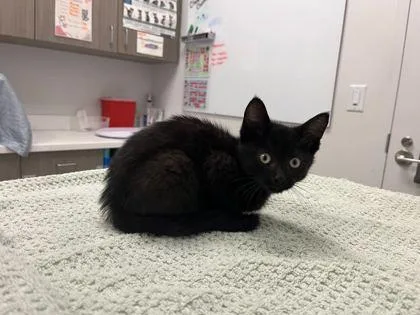 A baby small-sized female Black Domestic Short Hair cat named Reese for adoption in Kansas City, MO