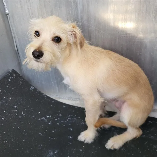 A young small-sized male Terrier dog named Noodles for adoption in San Antonio, TX