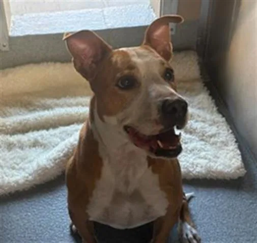 An adult medium-sized female Pit Bull Terrier dog named Pennie for adoption in Tustin, CA