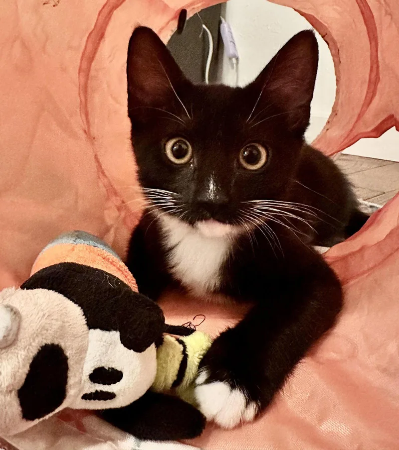 A baby medium-sized female Black & White / Tuxedo Domestic Short Hair cat named Prudence for adoption in Seal Beach, CA