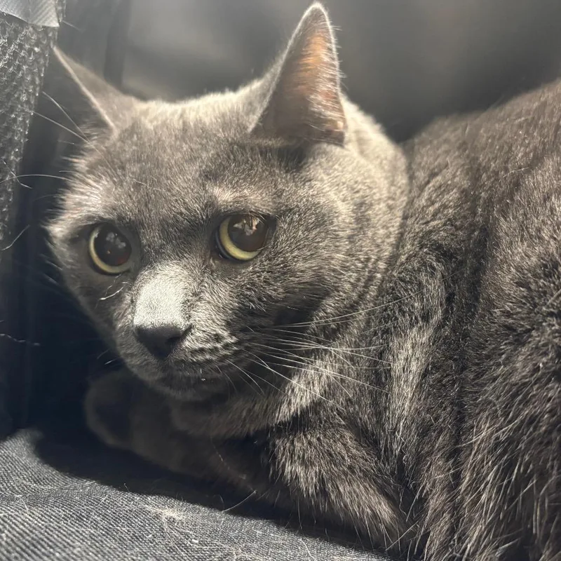 An adult medium-sized female Gray / Blue / Silver Domestic Short Hair cat named Lola for adoption in Tampa, FL