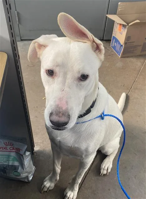 A young large-sized male Mixed Breed dog named Dawson for adoption in Dallas, TX