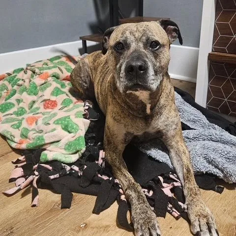 A senior large-sized male Staffordshire Bull Terrier dog named Forest for adoption in Ashtabula, OH