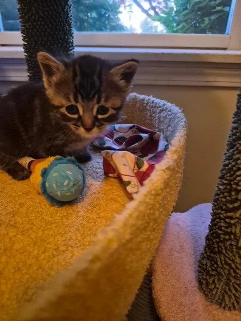 C Litter Aurora thumbnail 2