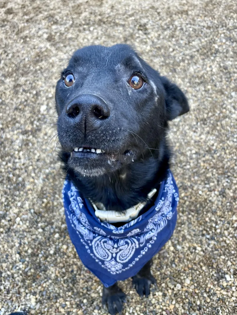 A young medium-sized male Black Labrador Retriever dog named Lazarus for adoption in Lacon, IL