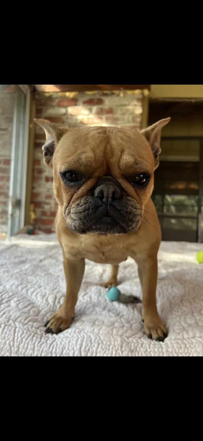Lucy thumbnail 3
