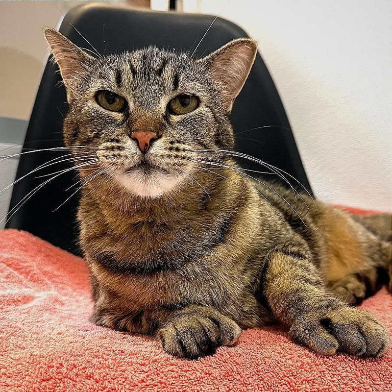 A senior medium-sized female Domestic Short Hair cat named Tigress for adoption in Murray, UT