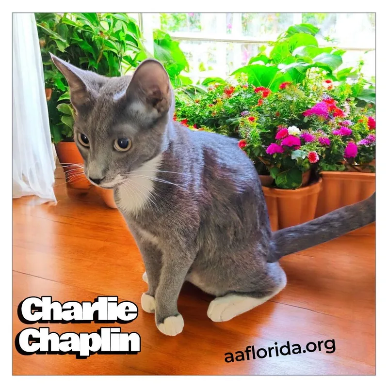 Charlie Chaplin thumbnail 2