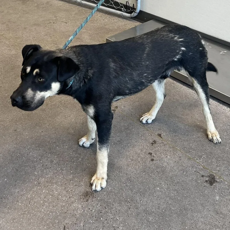 A young medium-sized male Black Mixed Breed dog named Shadow for adoption in Las Cruces, NM
