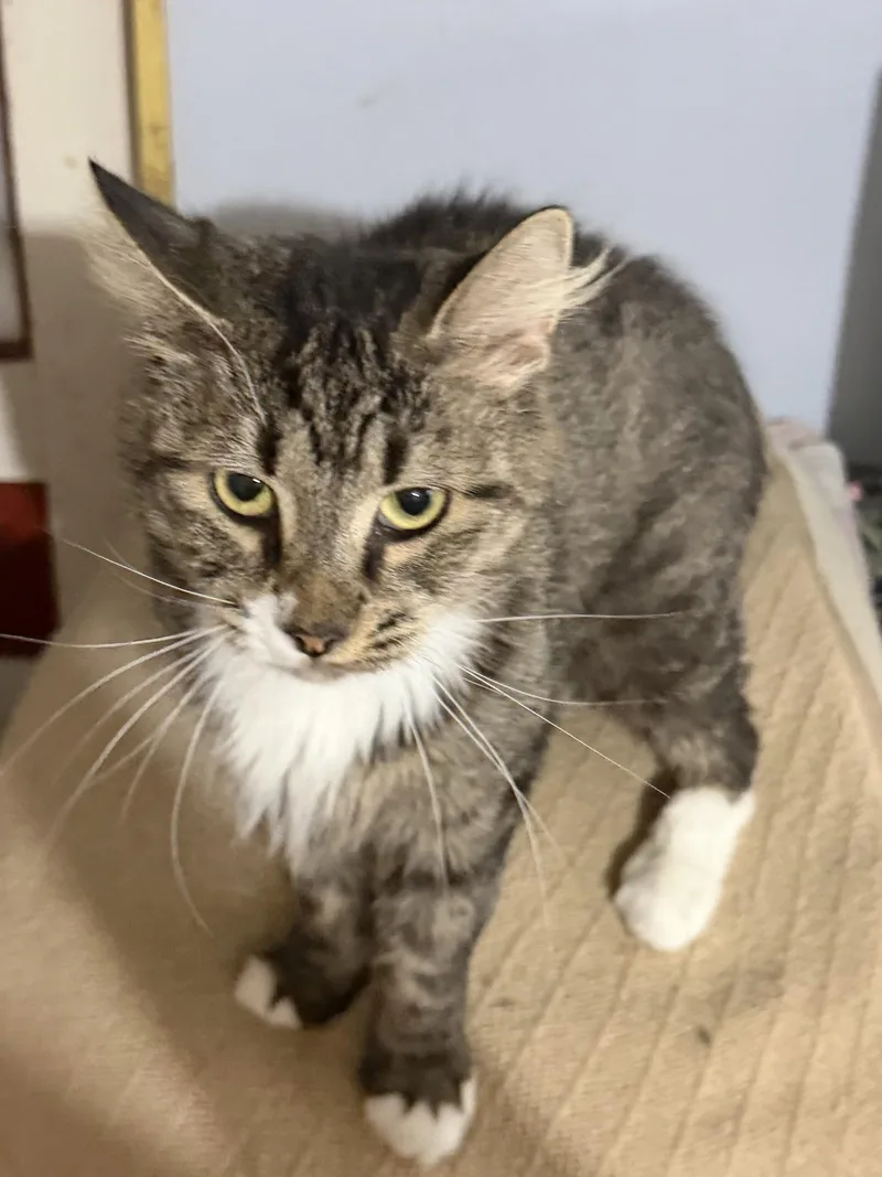 A young medium-sized female Domestic Medium Hair cat named Alley for adoption in Stewartsville, NJ