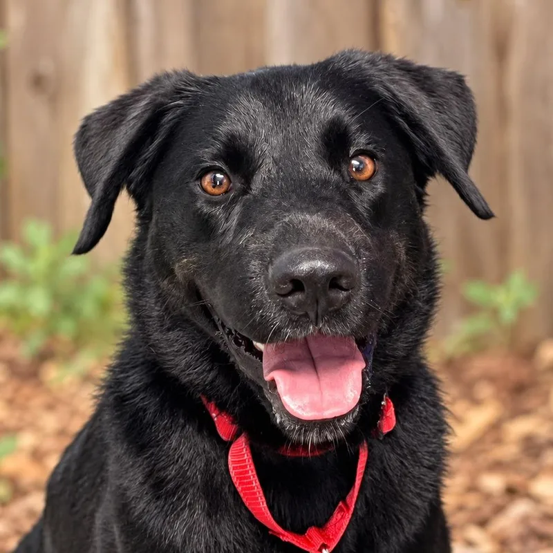 An adult medium-sized female Black Labrador Retriever dog named Luna Love for adoption in Boerne, TX