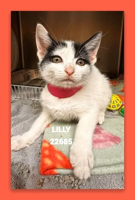 A baby small-sized female Domestic Medium Hair cat named Lilly for adoption in Marietta, GA