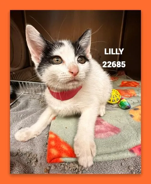 Lilly thumbnail 2
