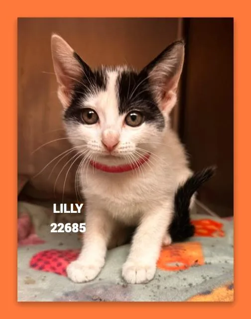 Lilly thumbnail 3