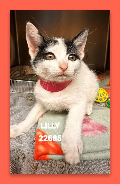 Lilly thumbnail 5