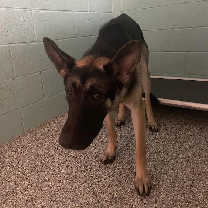 An adult large-sized female Brown / Chocolate German Shepherd Dog dog named D for adoption in Port Charlotte, FL