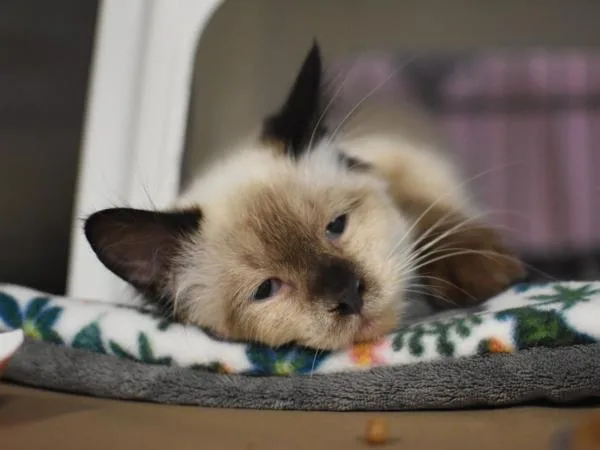 A young medium-sized female Balinese cat named Shadow for adoption in Portland, OR