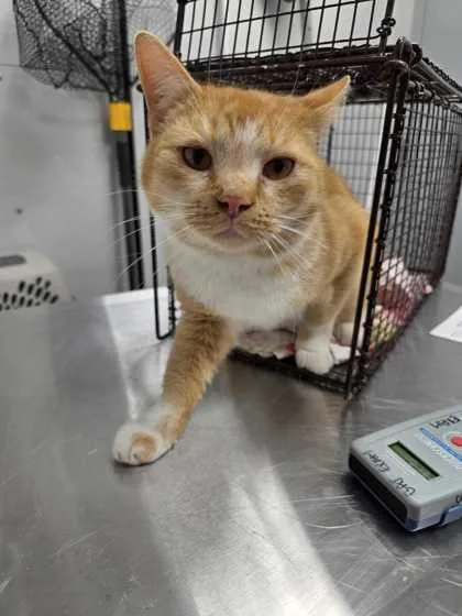 An adult medium-sized male Domestic Short Hair cat named Jolteon for adoption in Sevierville, TN
