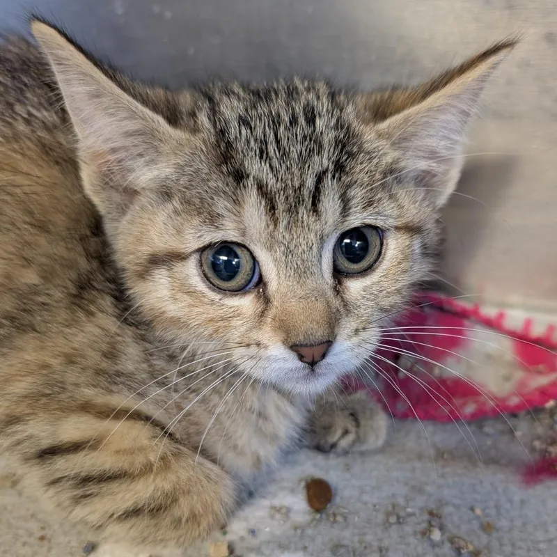 A baby small-sized female Brown / Chocolate Domestic Short Hair cat named Roo for adoption in Belleville, IL
