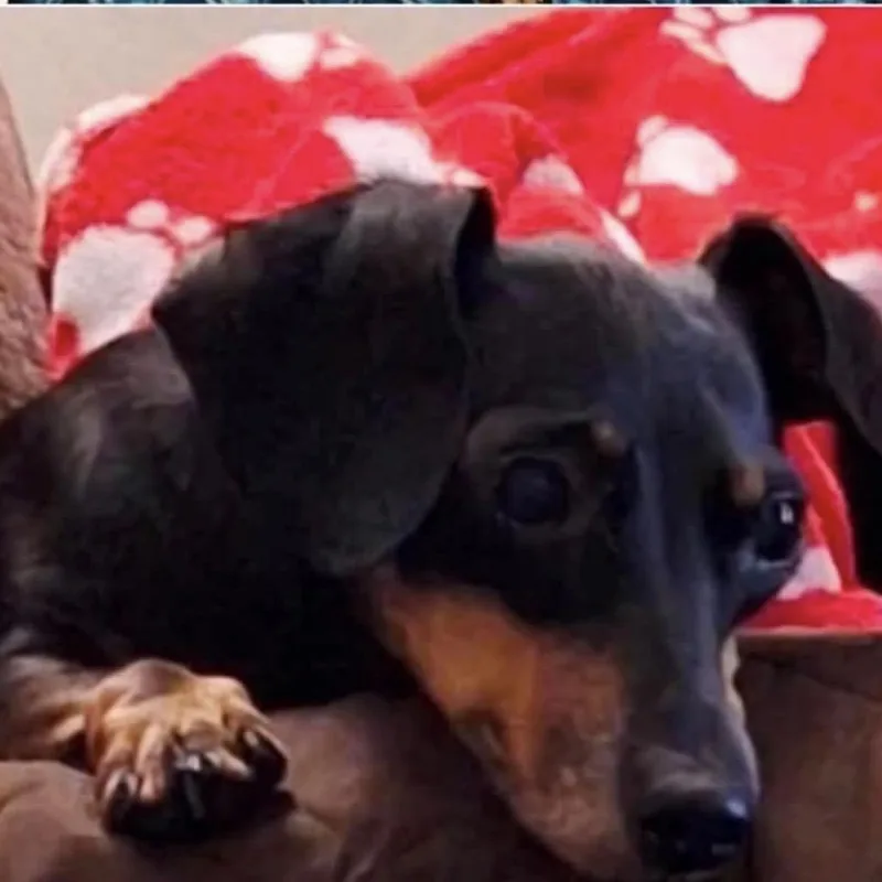 A senior small-sized female Black Dachshund dog named Jazzy for adoption in Wichita, KS