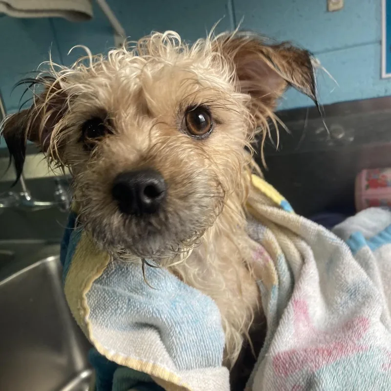 A young small-sized female Yellow / Tan / Blond / Fawn Mixed Breed dog named Lia for adoption in Providence, RI