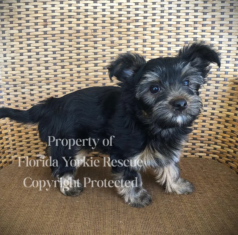 A baby small-sized male Black Yorkshire Terrier dog named Panda & Bear for adoption in Palm City, FL